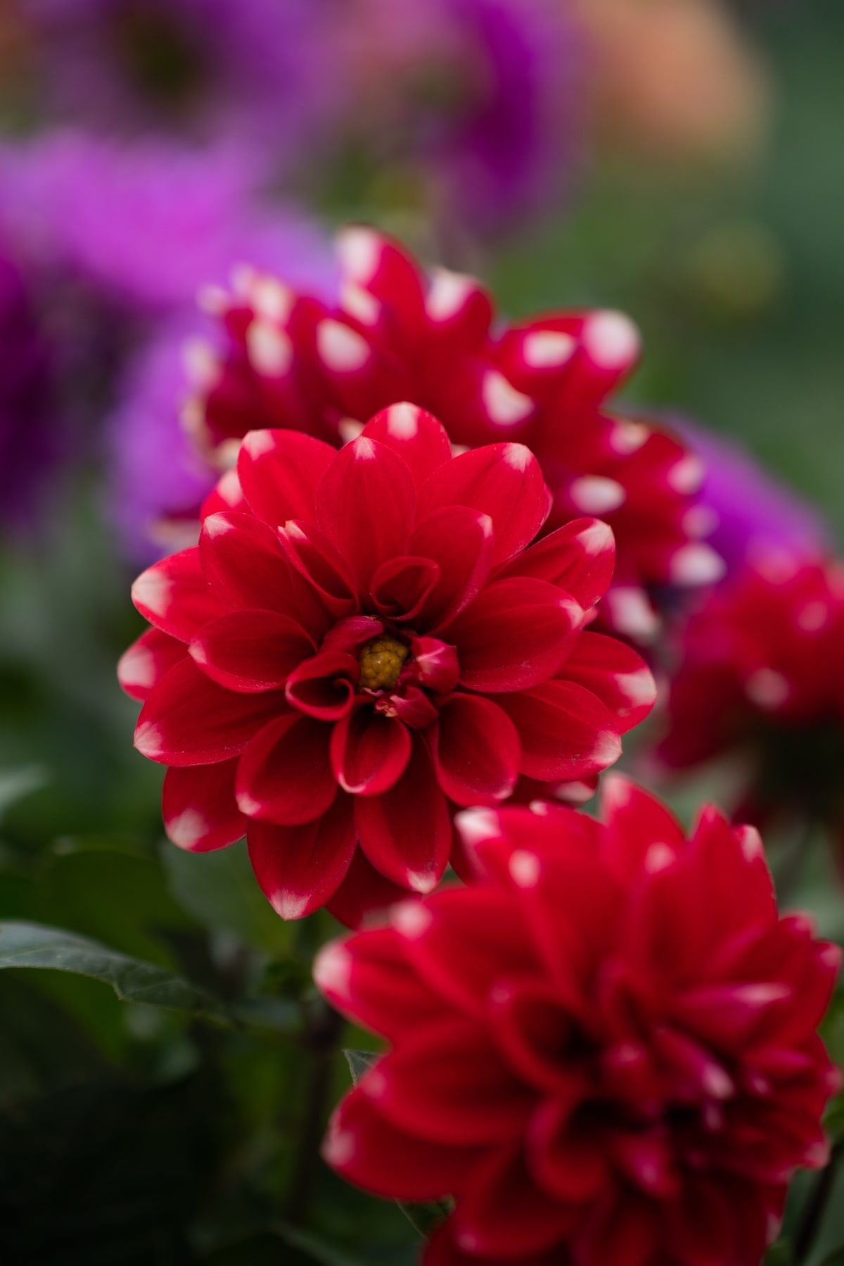 MK-60MM F2.8 Aps-C X