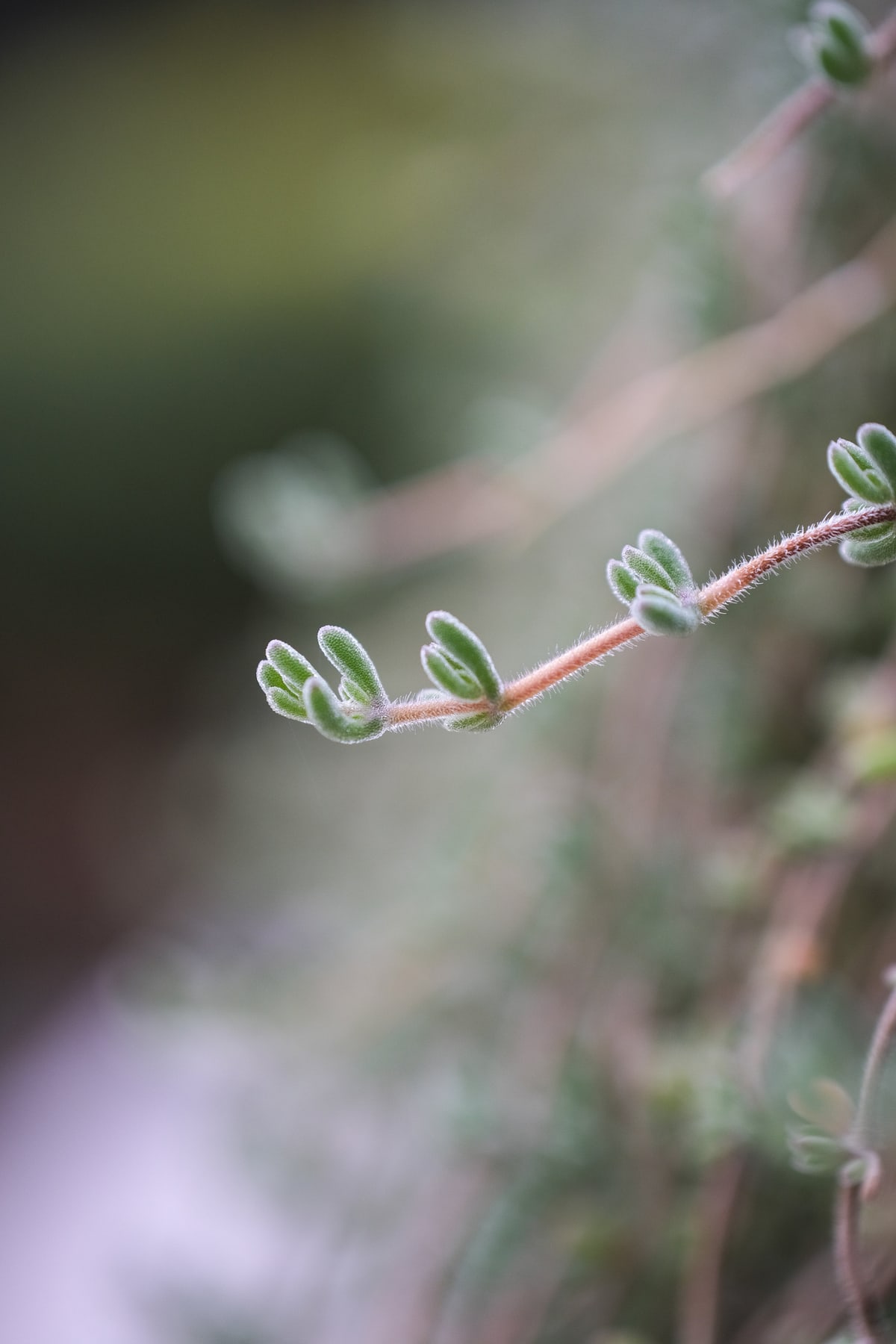 MK-60MM F2.8 Aps-C E