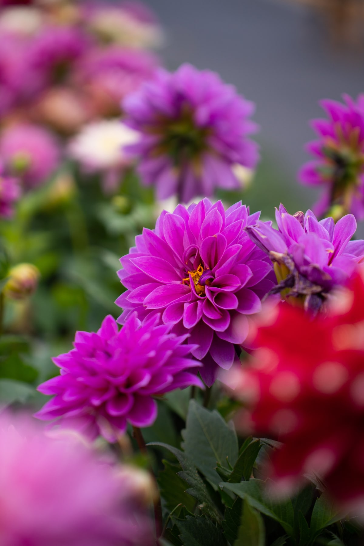 MK-60MM F2.8 Aps-C RF