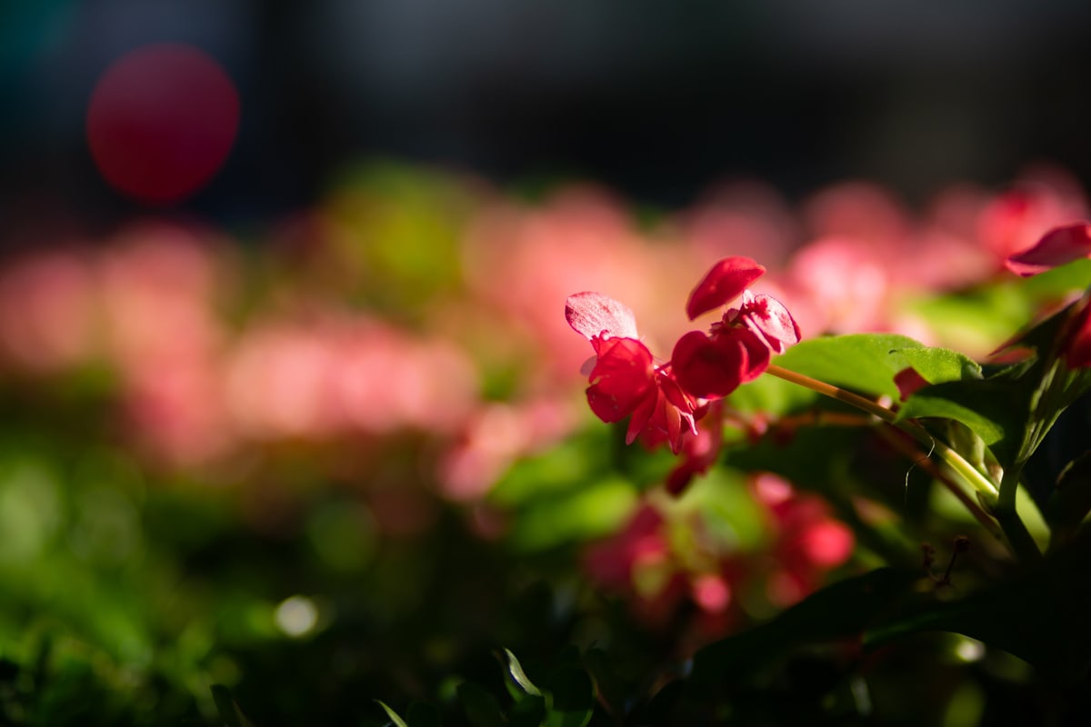 MK-85MM F1.8 AF E