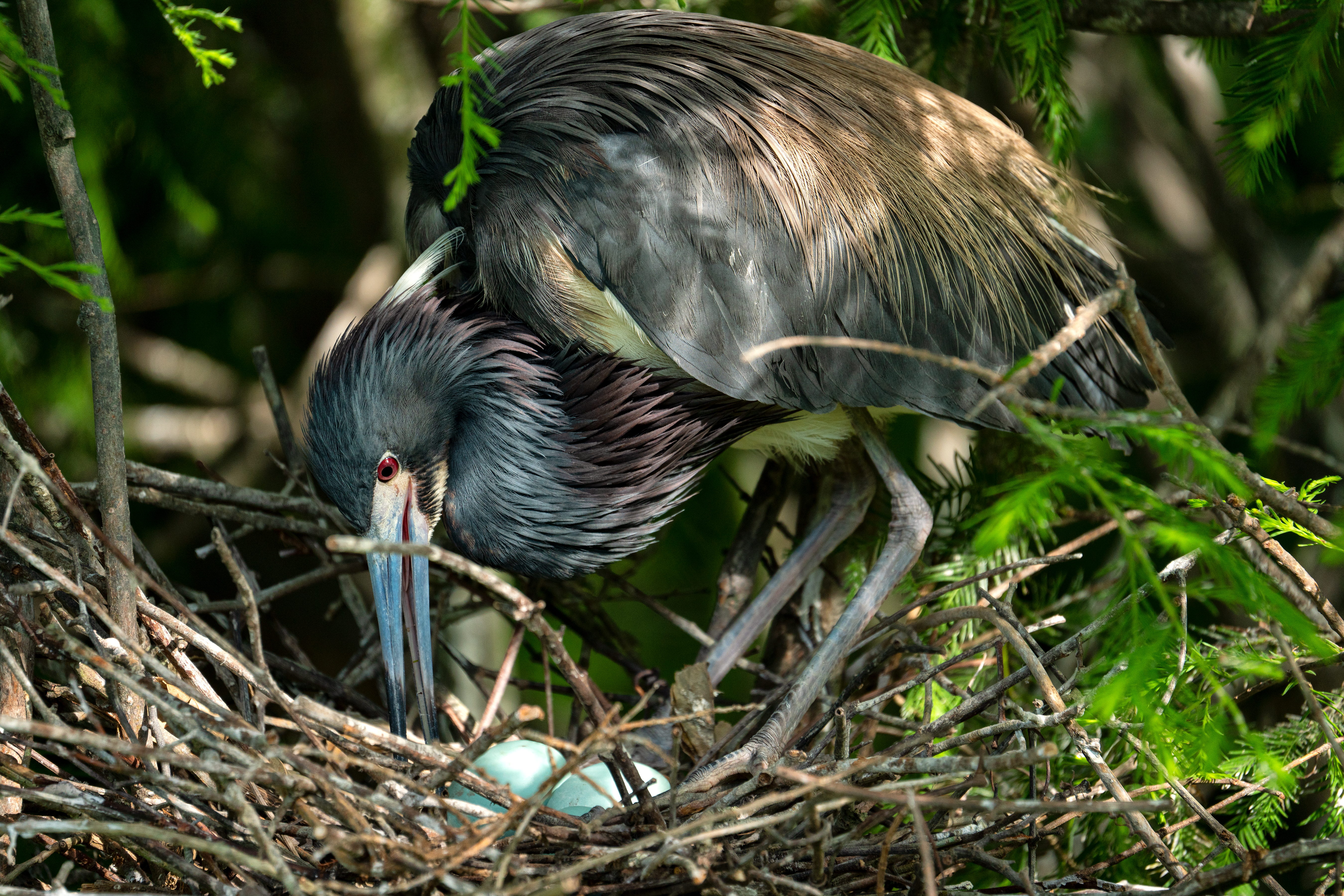 Snímek ptačího hnízda foceného pomocí objektivu Tamron