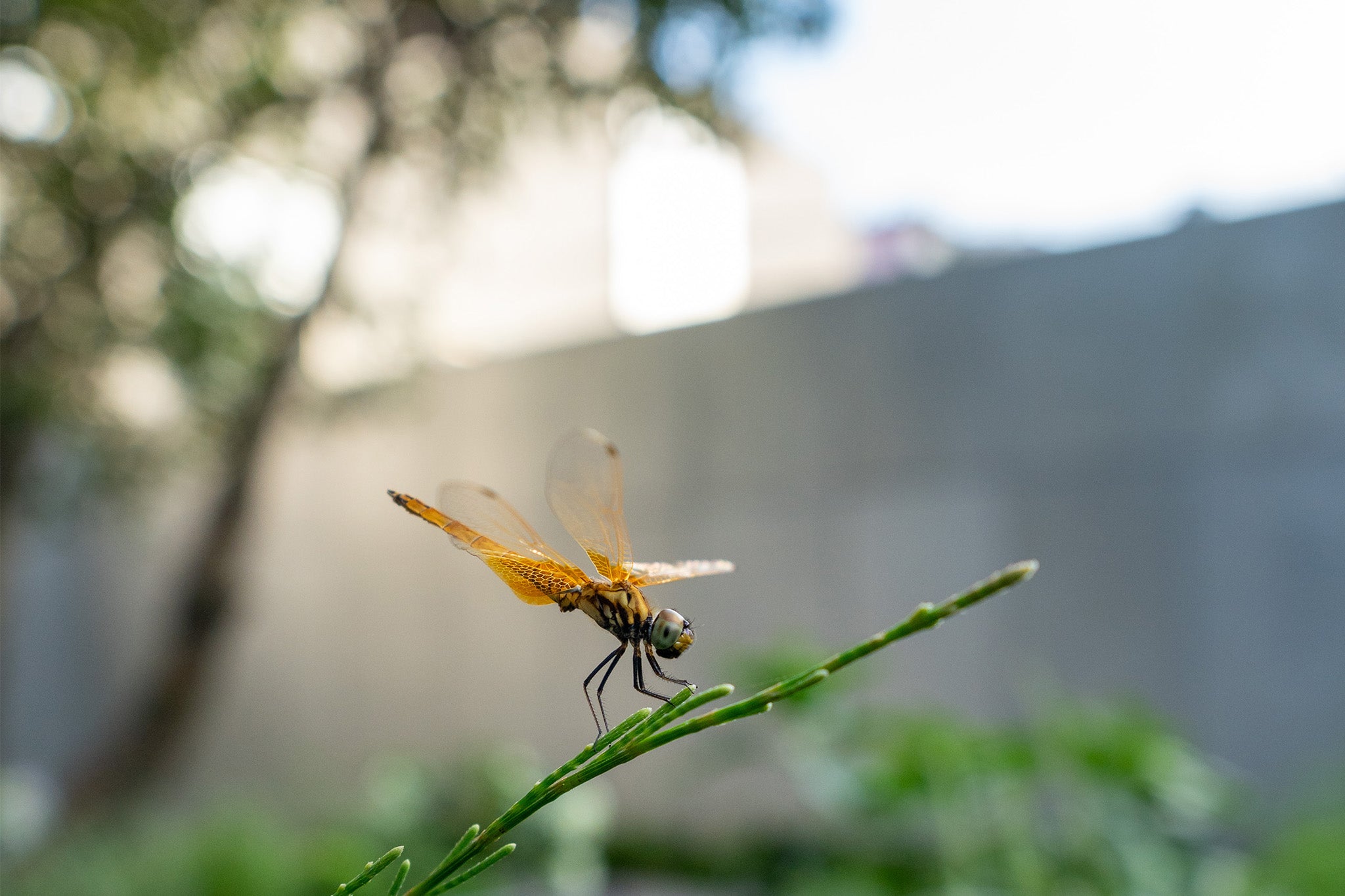 Bokeh objektivu Viltrox 15 mm F1.7