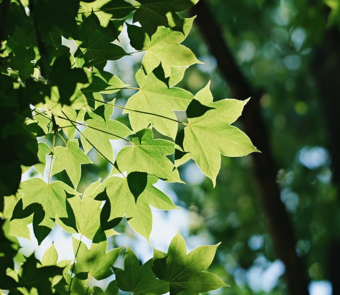 Meike 85mm F1.4 STM MIX II FZ – Kresba pre snímače s vysokým rozlíšením