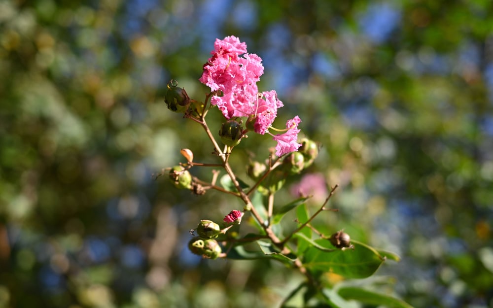 Mäkký bokeh