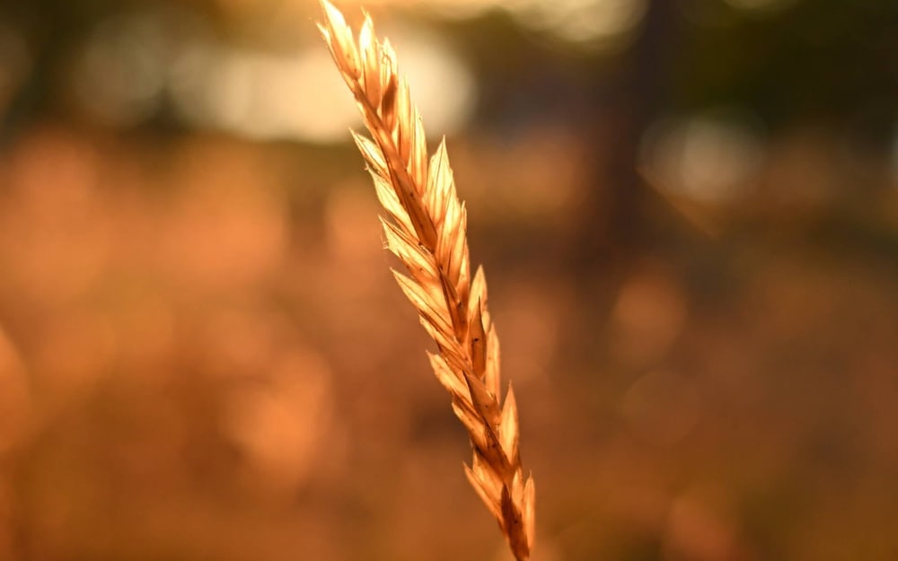 Krásny bokeh pri každej ohniskovej vzdialenosti
