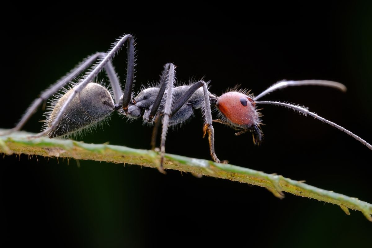 TTArtisan Macro 100mm F2.8 2x – Ukážky snímok