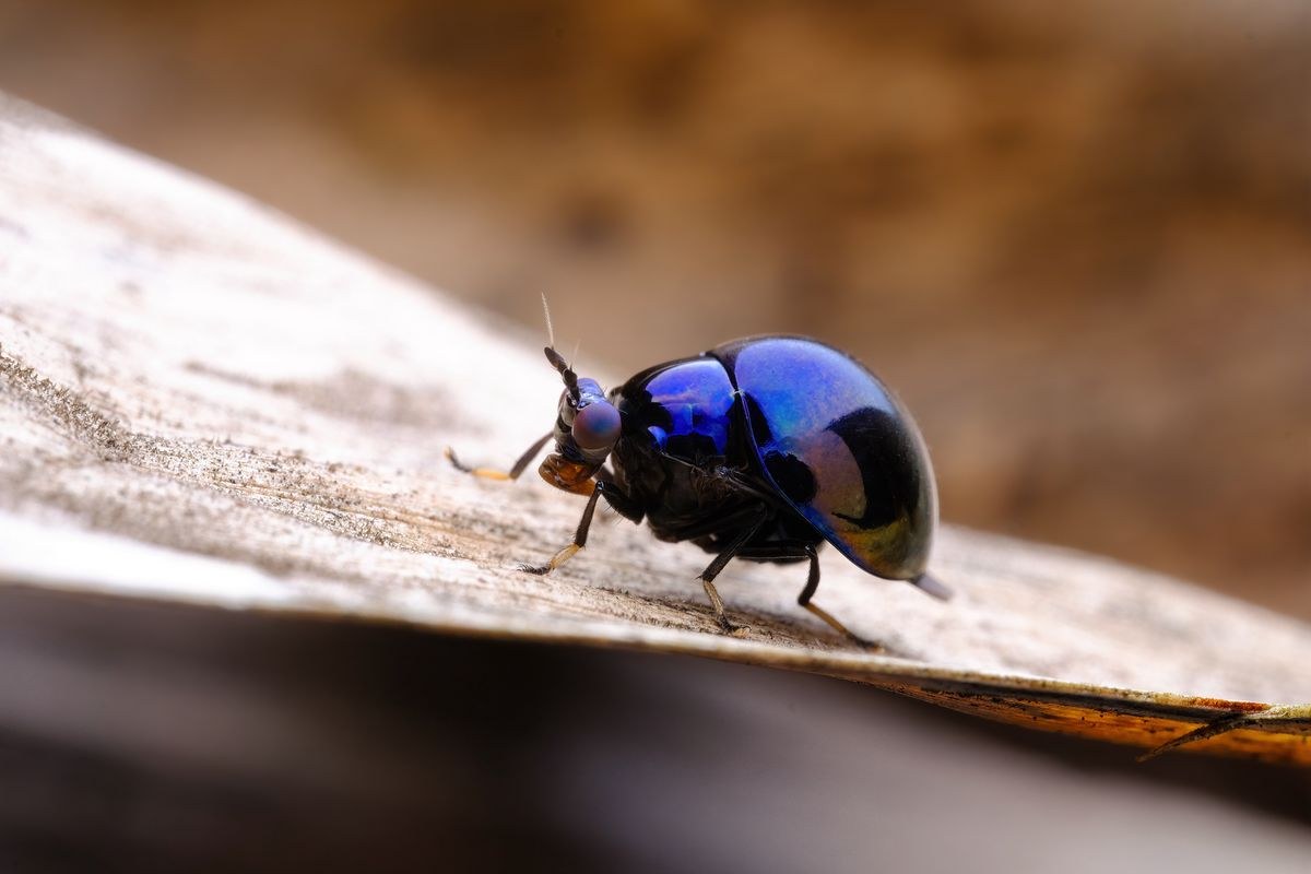 TTArtisan Macro 100mm F2.8 2x – Ukážky snímok