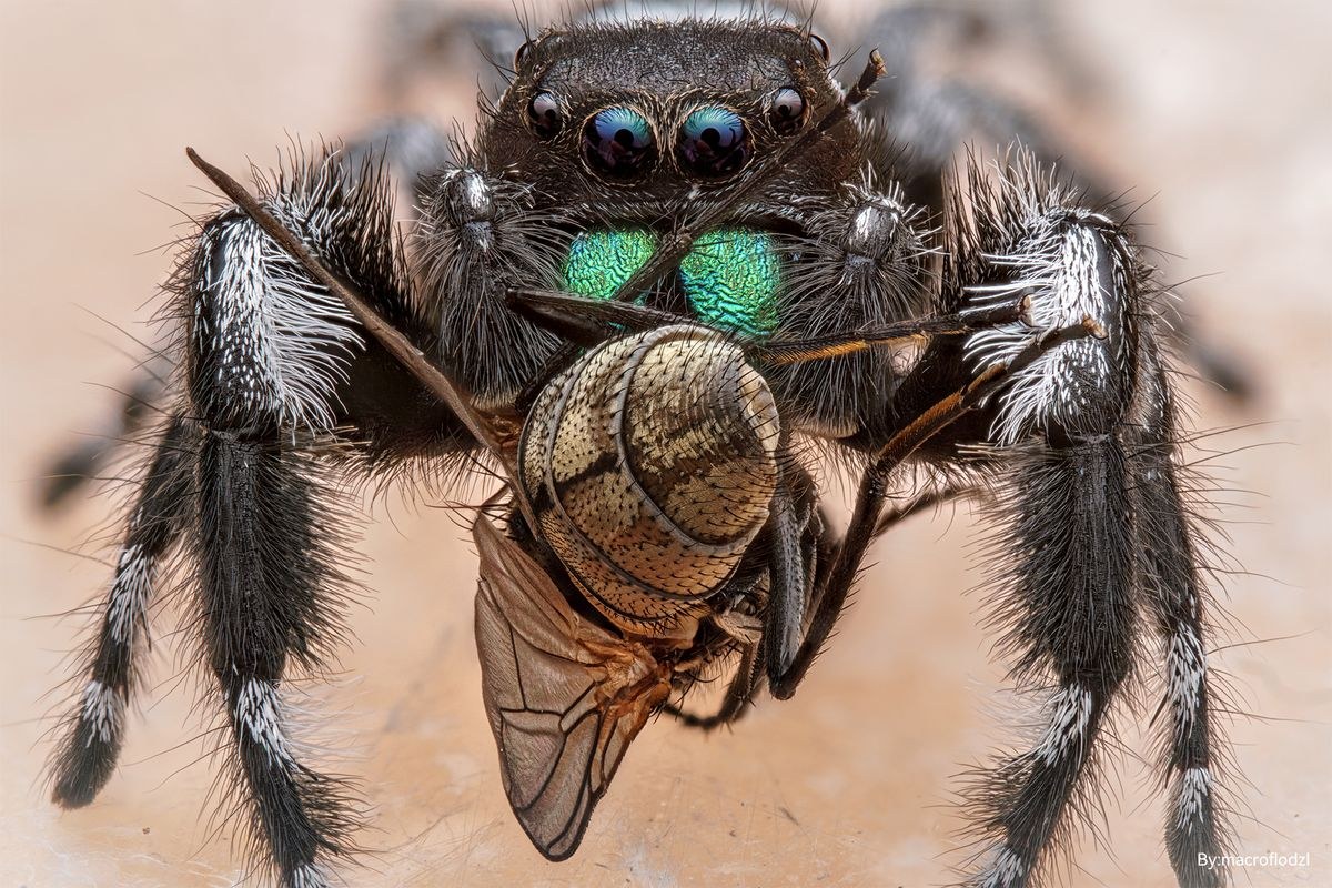 TTArtisan Macro 100mm F2.8 2x – Ukážky snímok