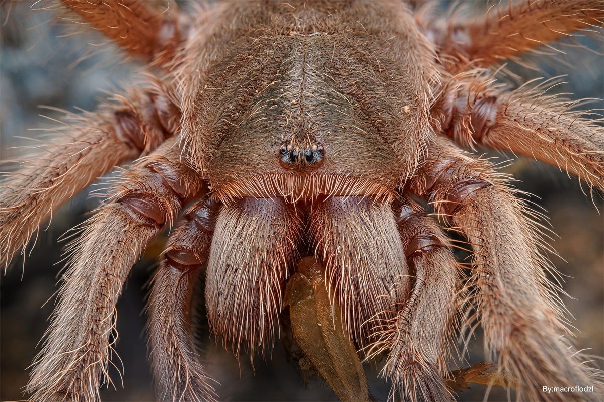TTArtisan Macro 100mm F2.8 2x – Ukážky snímok
