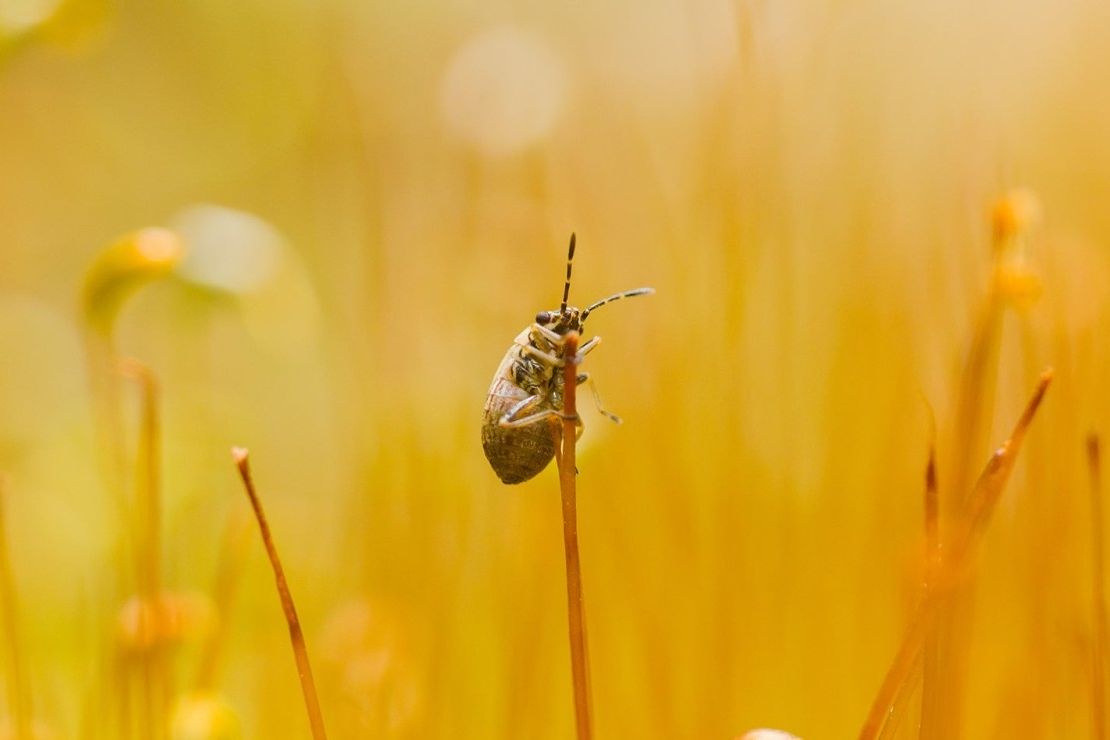 TTArtisan APS-C Macro 40mm F2.8 – Ukážky snímok